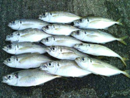 大阪南港　レンジが変わる中アジングでアジ狙…