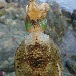 千歳　週末でアングラーが多い中でもエギングで300gのアオリ