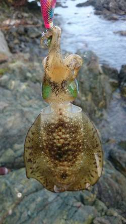 千歳　週末でアングラーが多い中でもエギング…