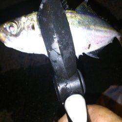 夕方ボトム付近、夜中層手前でフォール中にバイト連発！　南港アジング