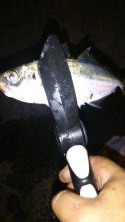 夕方ボトム付近、夜中層手前でフォール中にバイト連発！　南港アジング