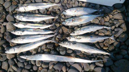 煙樹ヶ浜　ジグと弓角でタチウオ・サゴシ・ソ…