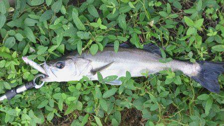 円山川下流域をランガン　シーバス〜60cm…