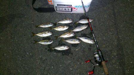 大阪南港　夕方からのアジング釣行　ラッシュ…