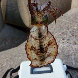 香住東港　今年初エギングでアオリイカ3バイ