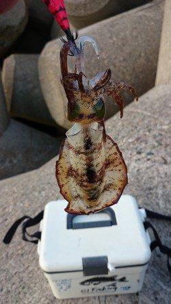 香住東港　今年初エギングでアオリイカ3バイ