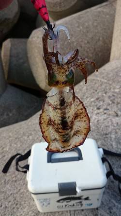 香住東港　今年初エギングでアオリイカ3バイ…