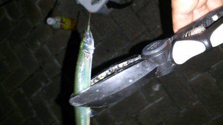 大阪南港でアジング&サヨリング？