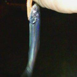 大阪南港アジング　異常な数のイワシでアジのバイトもわからず…