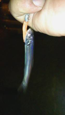 大阪南港アジング　異常な数のイワシでアジの…