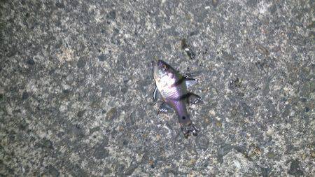 神戸空港　タチウオ狙いでしたがエギングでア…