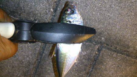 ランガンアジングは朝マズメにチャンス