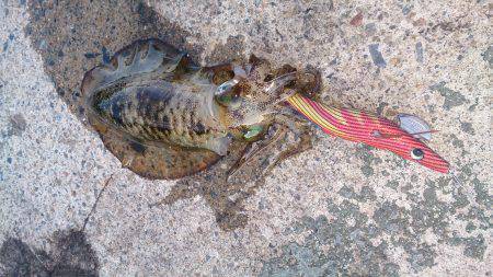 今年激シブの伊根方面エギング　なんとか2桁…