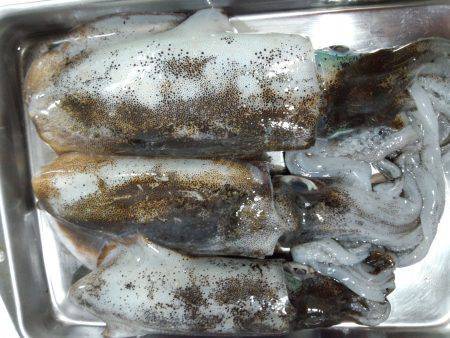 大蔵海岸エギングでアオリイカ　潮変わりの短…