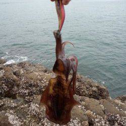 栖原の沖磯この秋初エギングへ　何とか420gをゲット