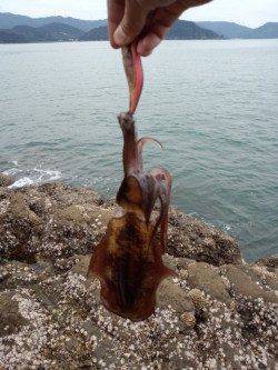 栖原の沖磯この秋初エギングへ　何とか420gをゲット