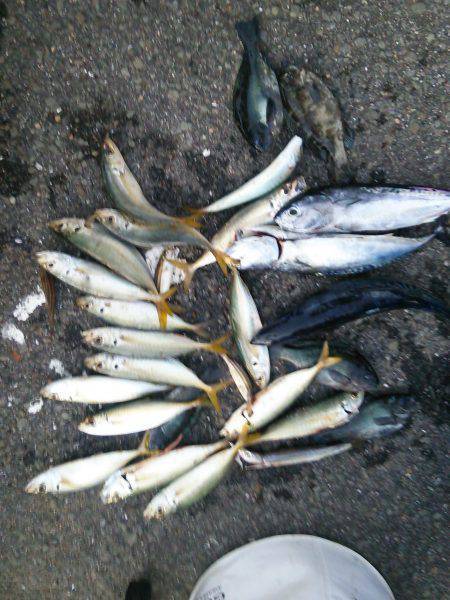 シモツピアーランド　かご・投げ・ふかせ釣り…