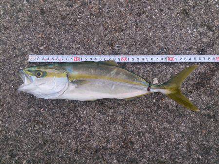 加太にてエレベーター式のませ釣り　ハマチを…