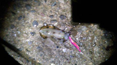 小島周辺　エギングでアオリイカなんとか１パ…