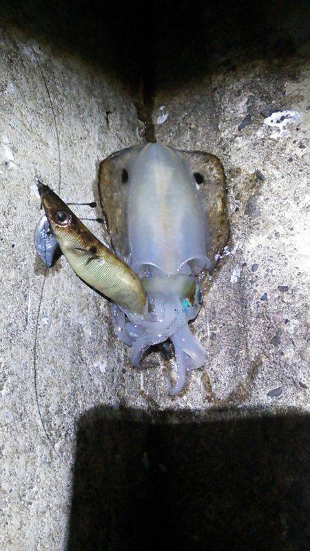 満月を期待して加太でエギング　底付近で4ハ…