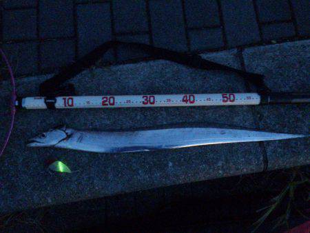 大阪湾エリアのタチウオ　釣果はルアー2、テ…