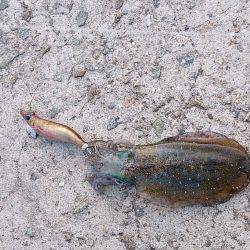 貝塚人工島　エギングでアオリイカの釣果