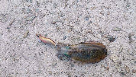 貝塚人工島　エギングでアオリイカの釣果