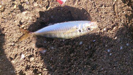 貝塚　飛ばしサビキでアジ＆中サバ　アジは青…