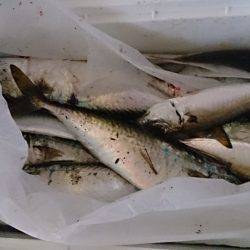貝塚でサビキ釣り　アジが入れぐい状態に！