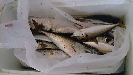 貝塚でサビキ釣り　アジが入れぐい状態に！