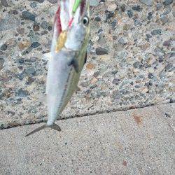 伊保港　夕方から青物狙い〜中層でサゴシがガツン♪