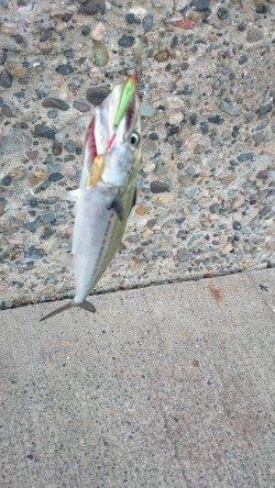 伊保港　夕方から青物狙い〜中層でサゴシがガツン♪