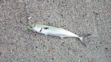 伊保港　夕方から青物狙い〜中層でサゴシがガ…