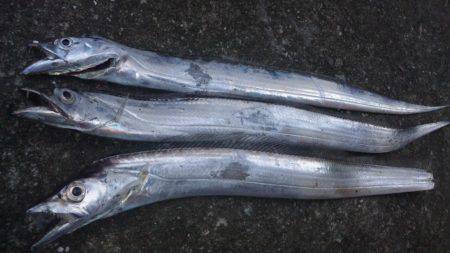 日高港タチウオワインド　アタリ少なく頑張っ…