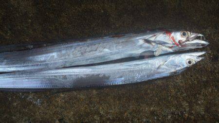 濱ノ瀬にてシオ狙いでジギング　タチウオの回…