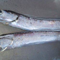 濱ノ瀬のタチウオ、台風の影響で激渋・・・う…