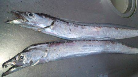 濱ノ瀬のタチウオ、台風の影響で激渋・・・う…
