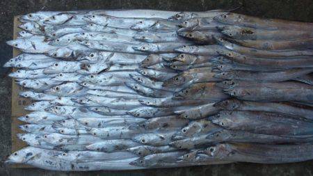 南塩屋　シケ後のタチウオは釣れすぎ警報！