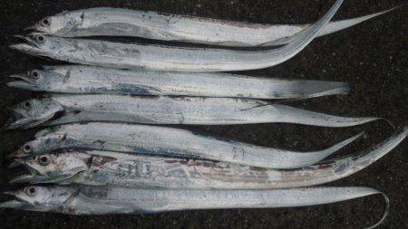 濱ノ瀬にてタチウオワインドで７匹ゲット！　…