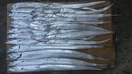 日高港タチウオワインド　好調キープで34匹…