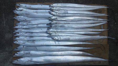 日高港　好調のタチウオ釣りに行ってきました…