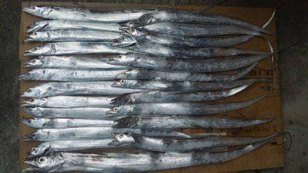 台風のうねりとれた濱ノ瀬でタチウオワインド…