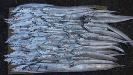 日高港湾のタチウオ狙ってきました　82匹の…