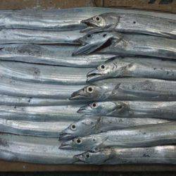 日高港湾タチウオワインド　カンパリを見てき…