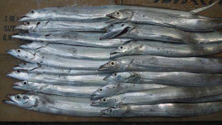 日高港湾タチウオワインド　カンパリを見てき…