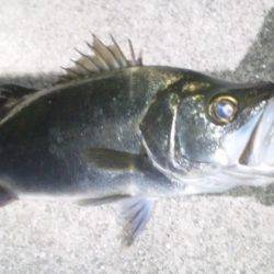 日高川周辺スズキ狙いで釣行　体格のいいヒラ…