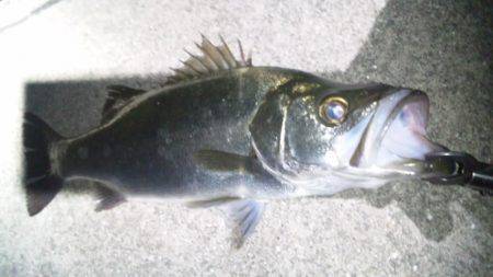 日高川周辺スズキ狙いで釣行　体格のいいヒラ…