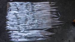 日高港タチウオワインド　グッドサイズもでて７４匹の釣果に満足！
