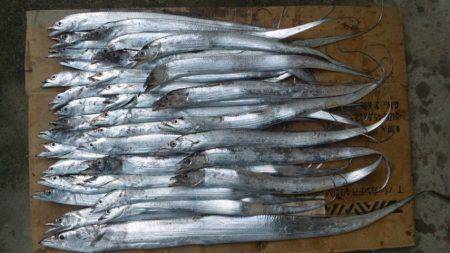 濱ノ瀬漁港　連日ワインドのタチウオ好調！