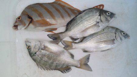 濱ノ瀬漁港　フカセでチヌ＆タカノハダイ